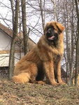 leonberger 