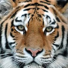 Kochamy Tygrysy!