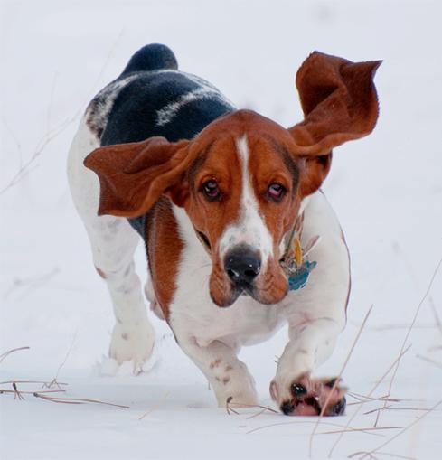 BASSET-HOUND-RUNNING-26.jpg