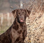 Chesapeake Bay Retriever