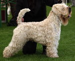 soft coated wheaten terier