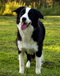 Border collie