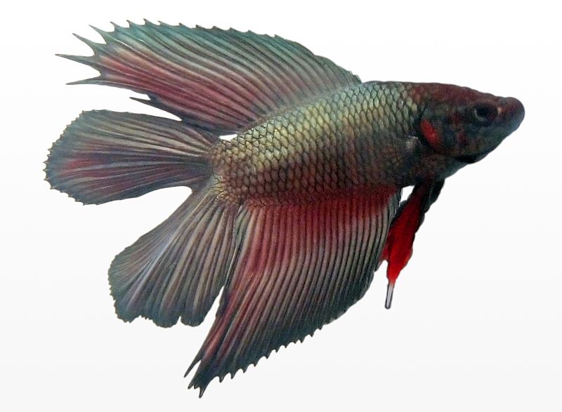 800px-Betta_splendens_male_doubletail.jpg