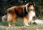 Owczarek szkocki collie