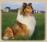 Owczarek szkocki collie