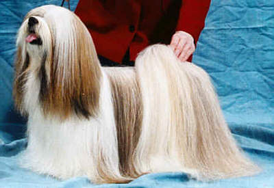 lhasa-apso-thang-ka.jpg