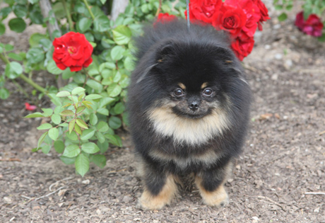 pomeranian.jpg