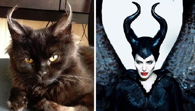 Kot, który przypomina czarownicę Maleficent ze "Śpiącej Królewny"