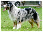 Self Blue Merle 