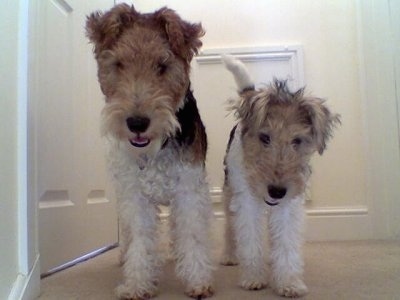 Wire-hairedFoxTerriers6MollyDefaImage002.JPG