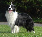 Border collie