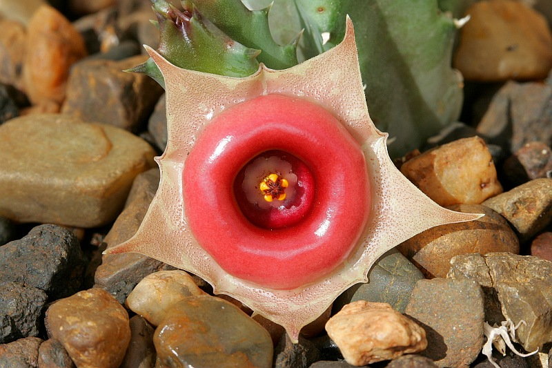 Huernia insigniflora.