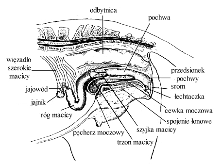 klaczbudowa1.jpg