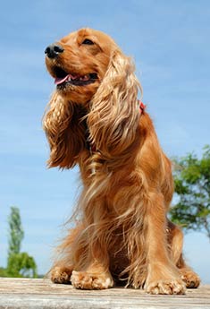 English_Cocker_Spaniel_body.jpg