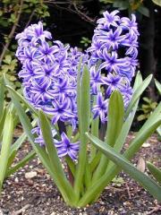 hiacynt-hyacinthus_3201_thumb.jpg