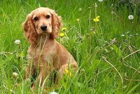 Cocel Spaniel