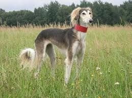 saluki olx