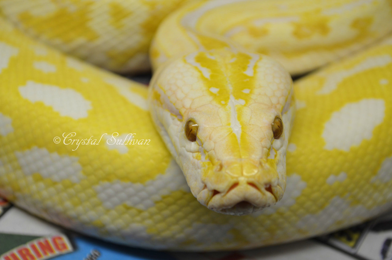 pyton albino 