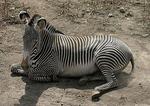 Zebra Grevy'ego