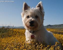 West Terrier