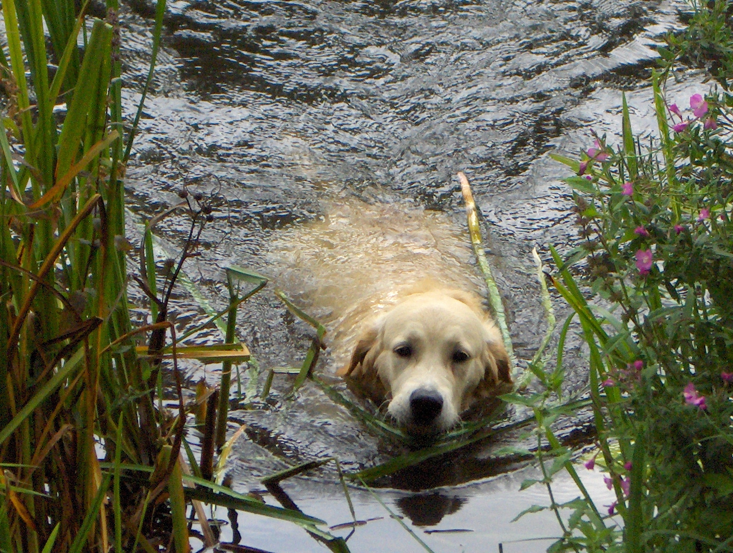 Golden_Retriever_in_the_water.jpg