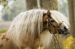 haflinger