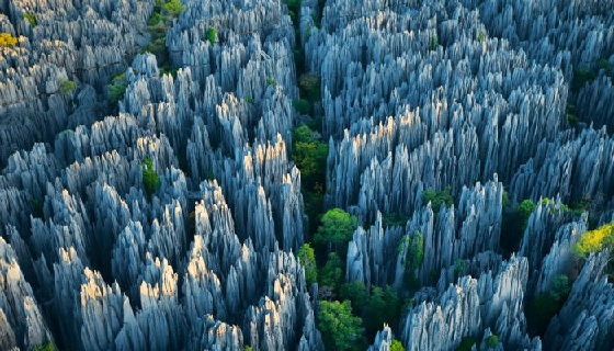 2. Kamienny las Tsingi, Madagaskar