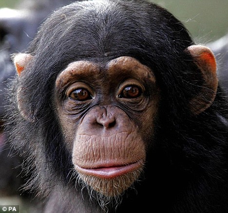szympansie