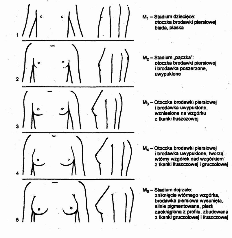 Stadia-rozwoju-piersi-u-dziewcz%C4%85t-skala-Tannera.jpg