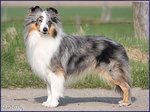 blue merle *o*