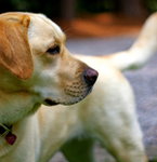 Labrador retriever