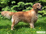 golden retriever