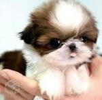 Shi tzu