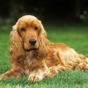 1343038526_cocker-spaniel-angielski-na-trawie.jpg