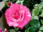 Róża Różowa