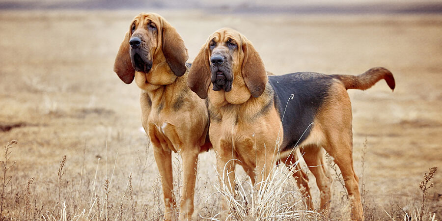 Bloodhound