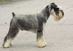 250px-Miniature_Schnauzer_02.jpg