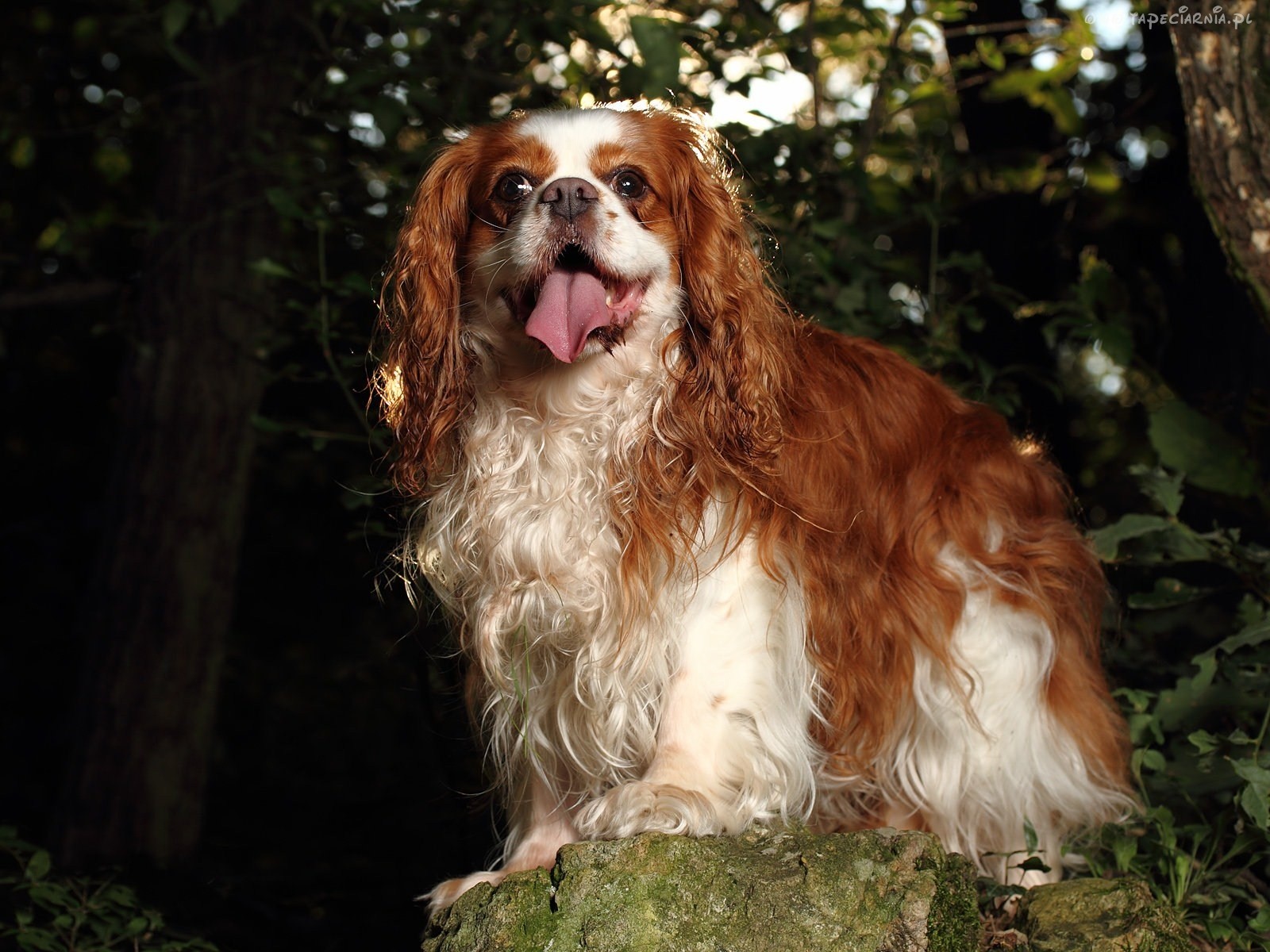 King Charles Spaniel