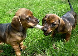 250px-Jamnik_Dchshund_puppies.JPG