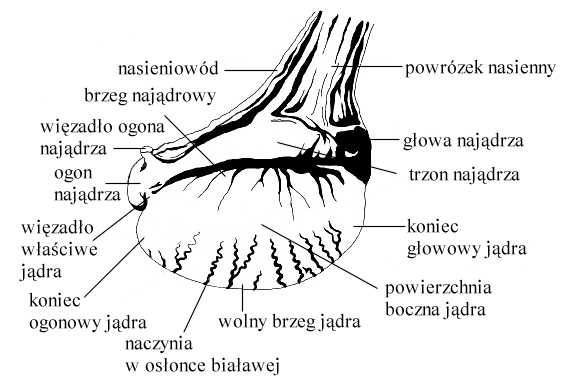 ogierbudowa2.jpg