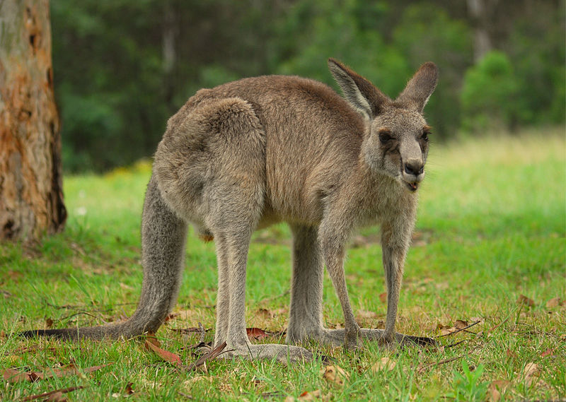 800px-Kangaroo_Australia_01_11_2008_-_retouch2.jpg