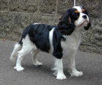 Cavalier