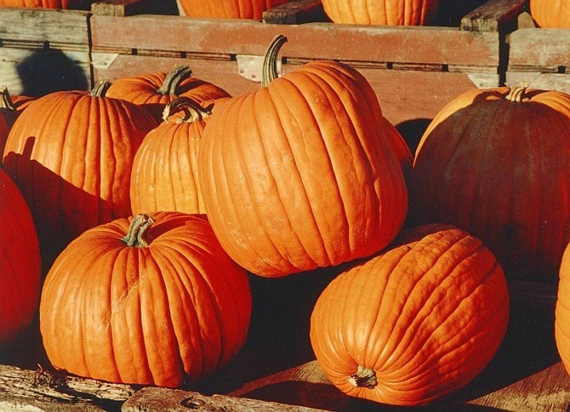 pumpkins-5.jpg