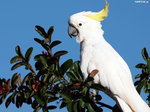 Papugę Kakadu