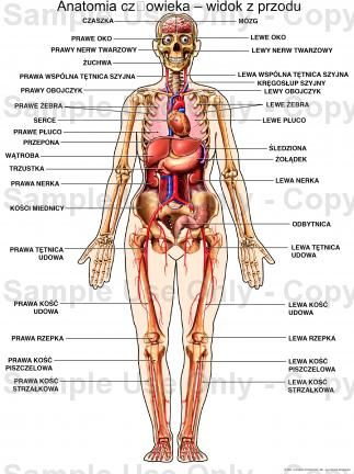 Jak Wygląda Przekrój Budowy Człowieka Zadania ściągi I
