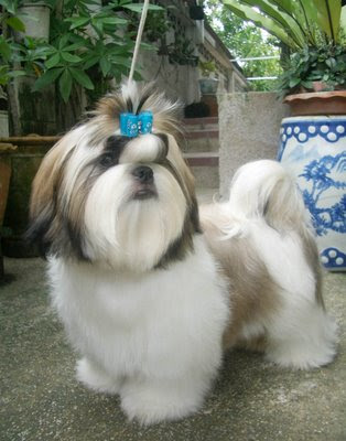 Shih-Tzu-Funny.jpg