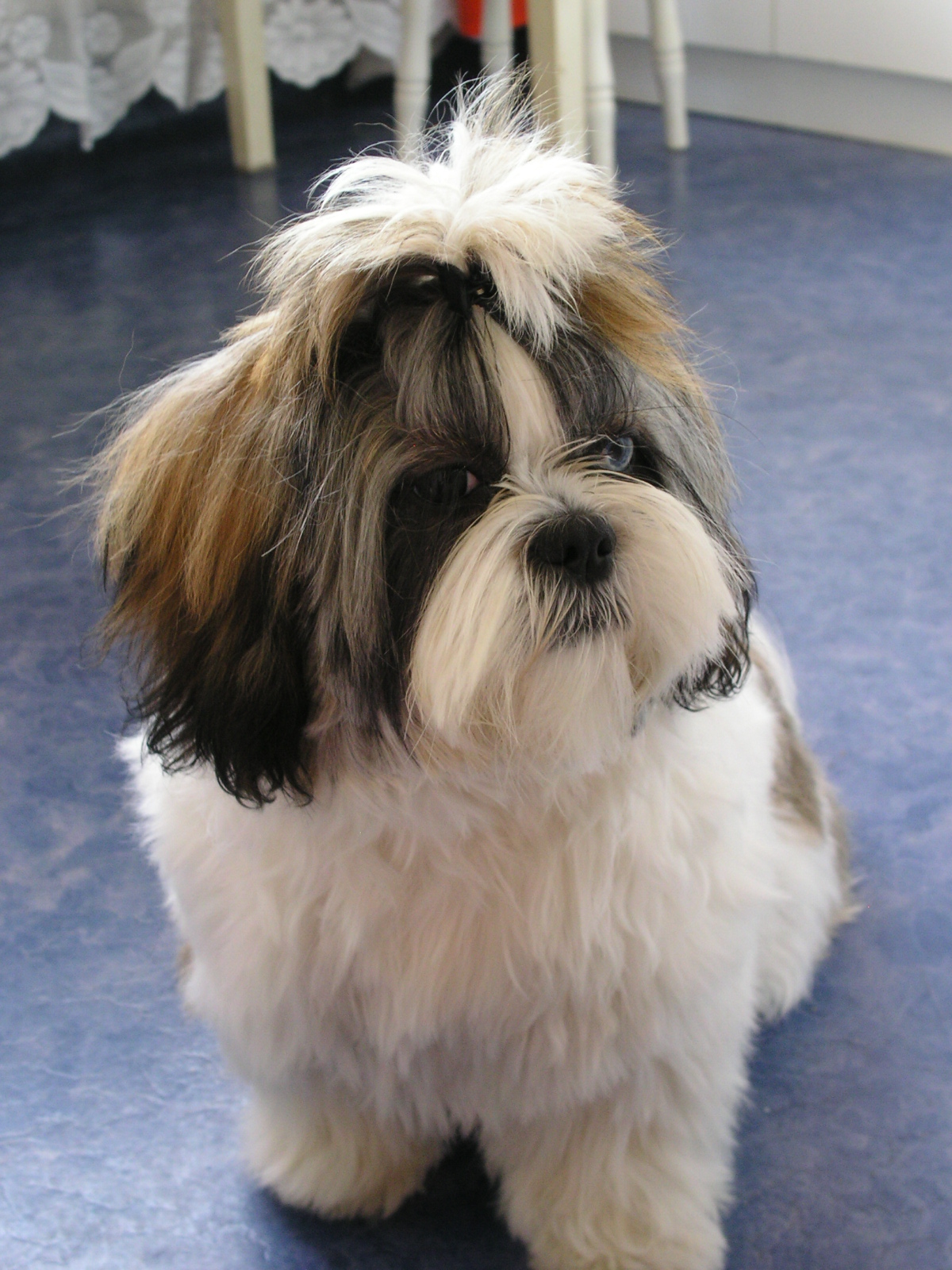 Shih-tzu-Fibi.jpg