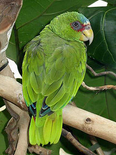 240px-Stavenn_Amazona_albifrons_00.jpg