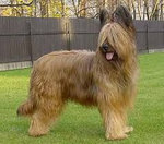 Briard