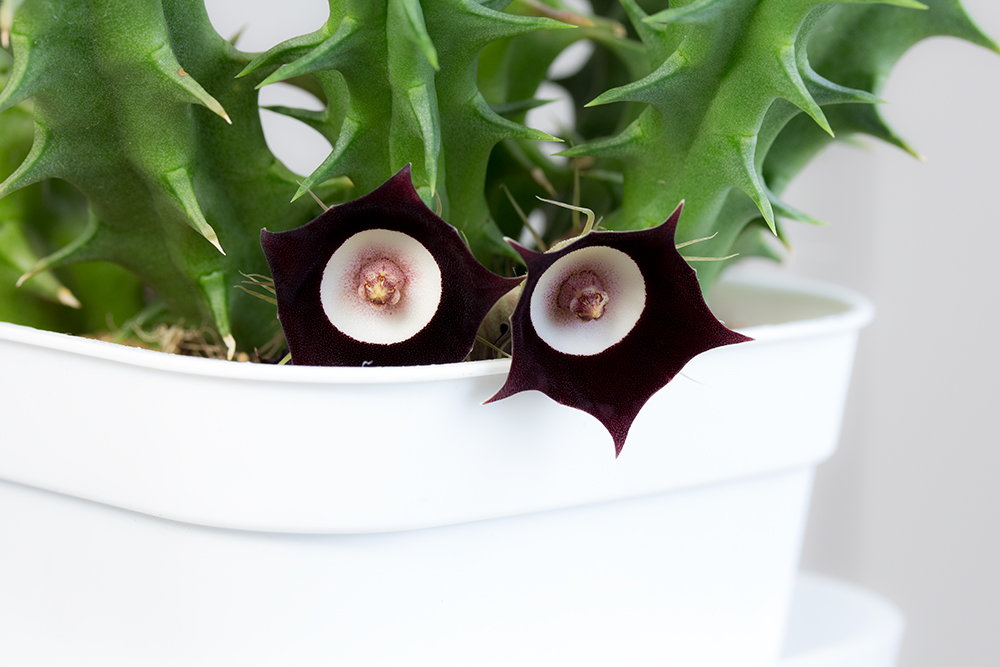 Huernia oculata.